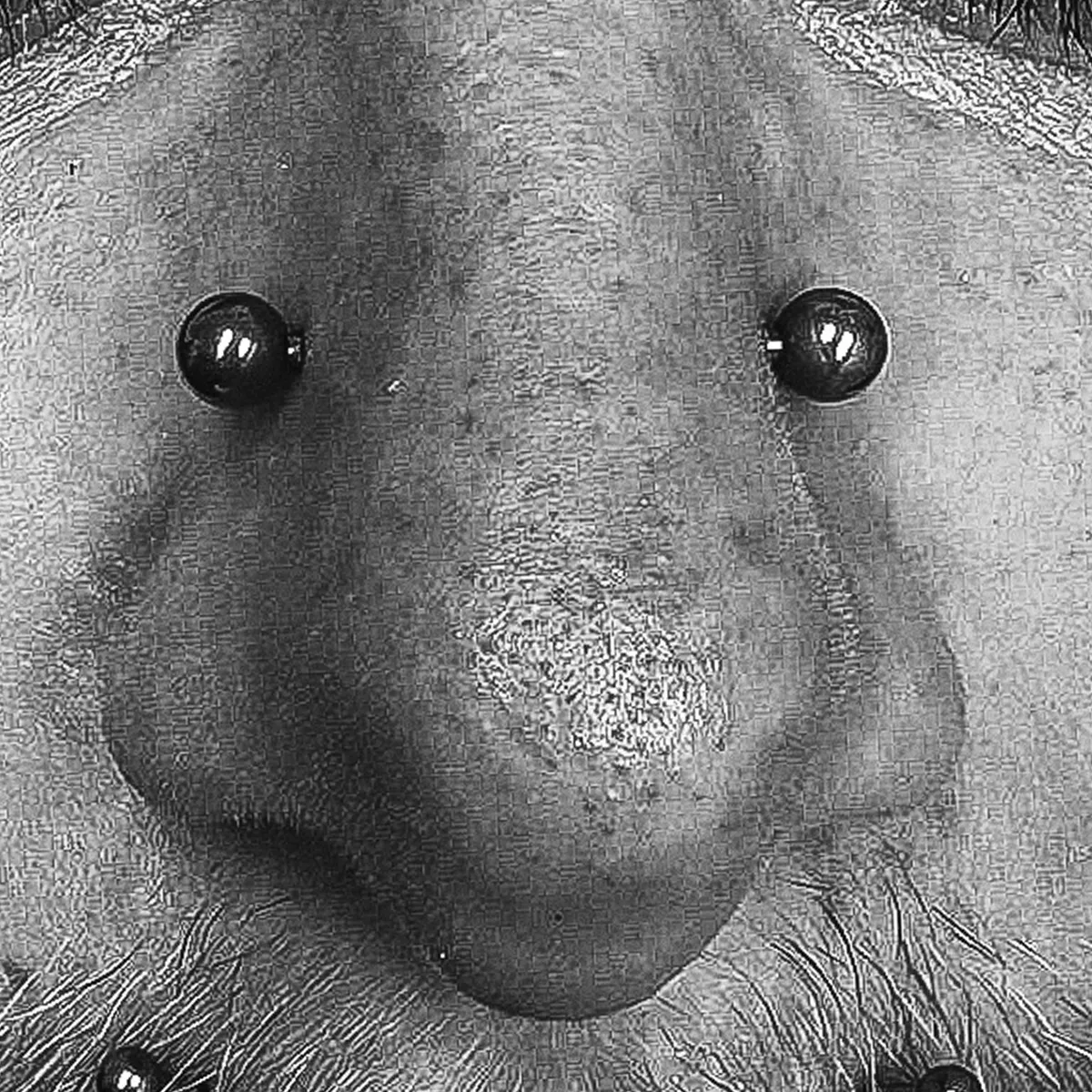 High Nostril Piercings