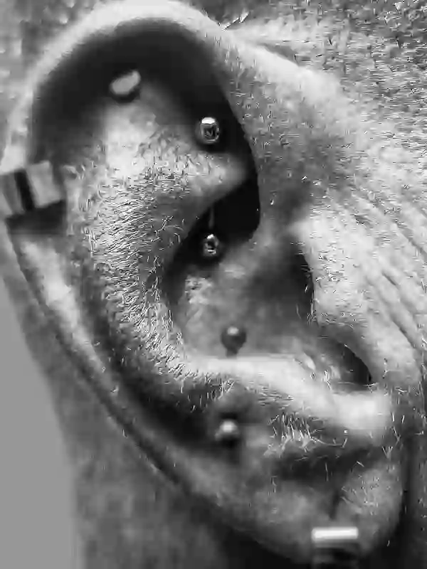 Rook Piercing frisch