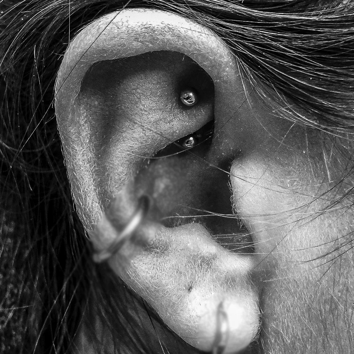 Rook und Conch Piercing